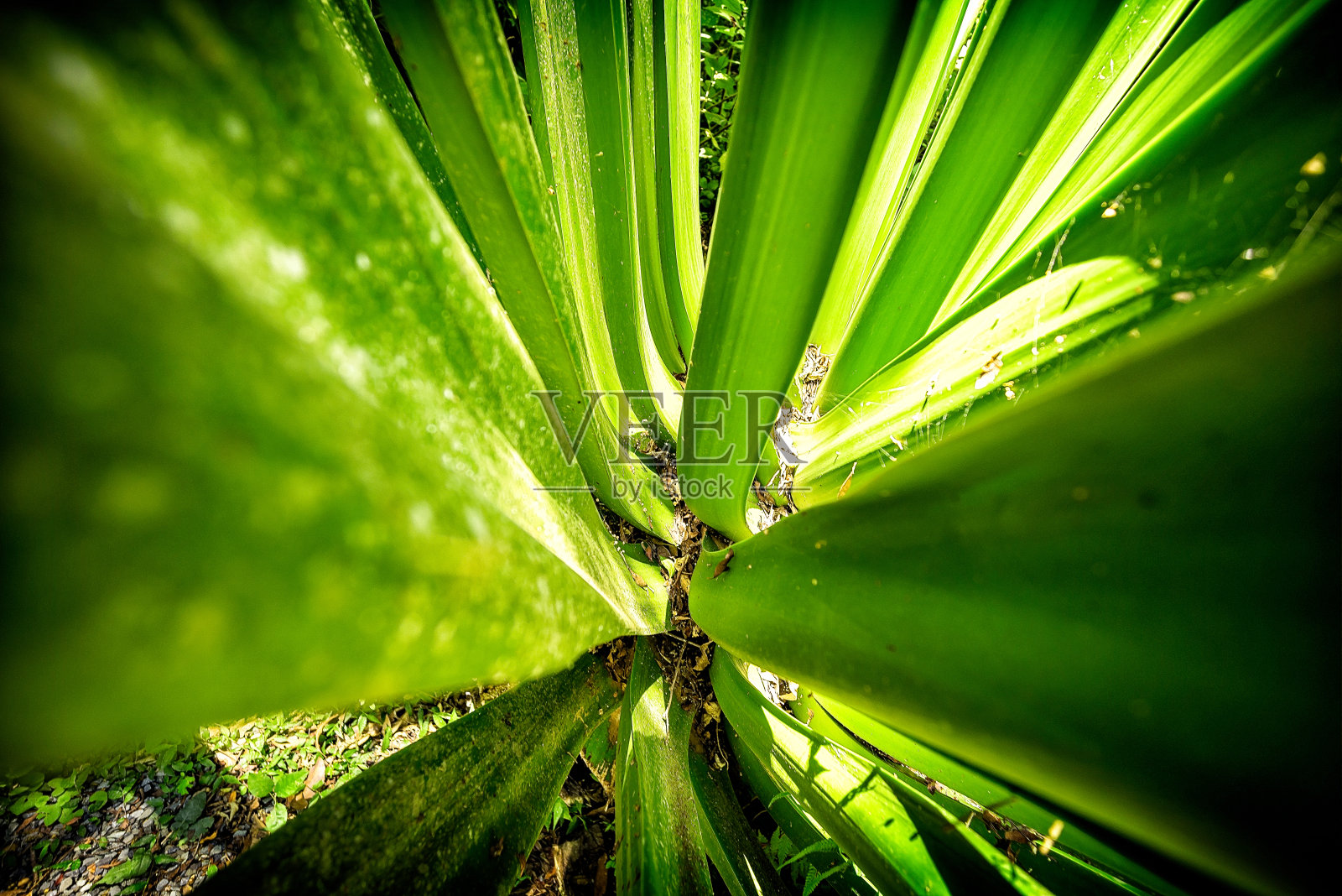 热带森林照片摄影图片