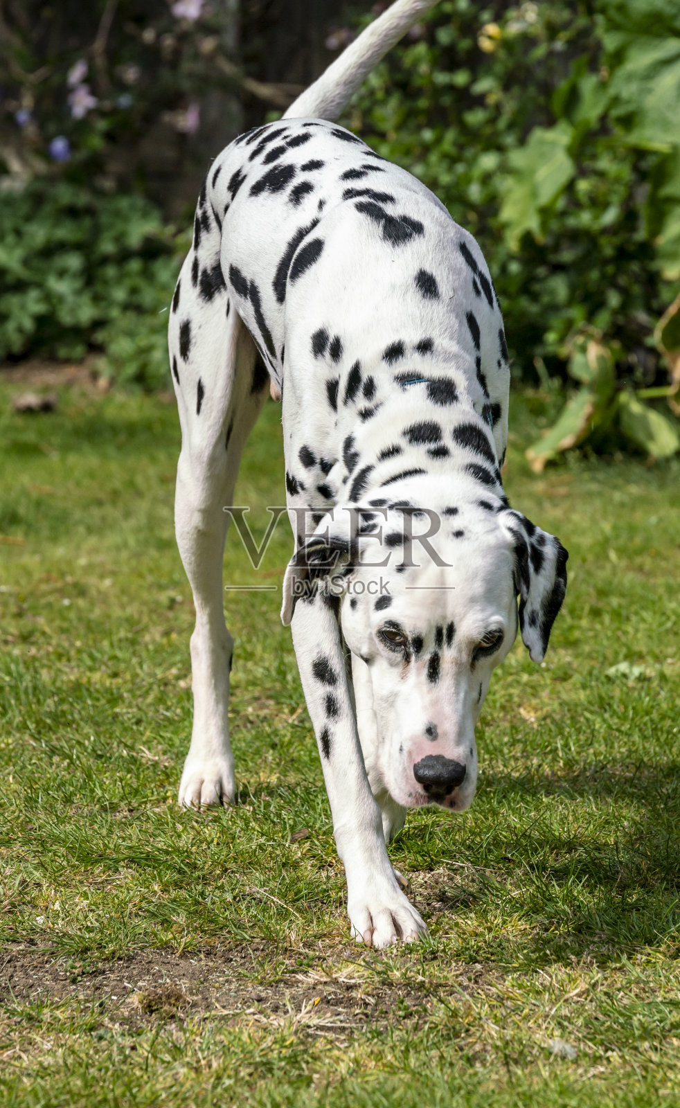 达尔马提亚肖像照片摄影图片