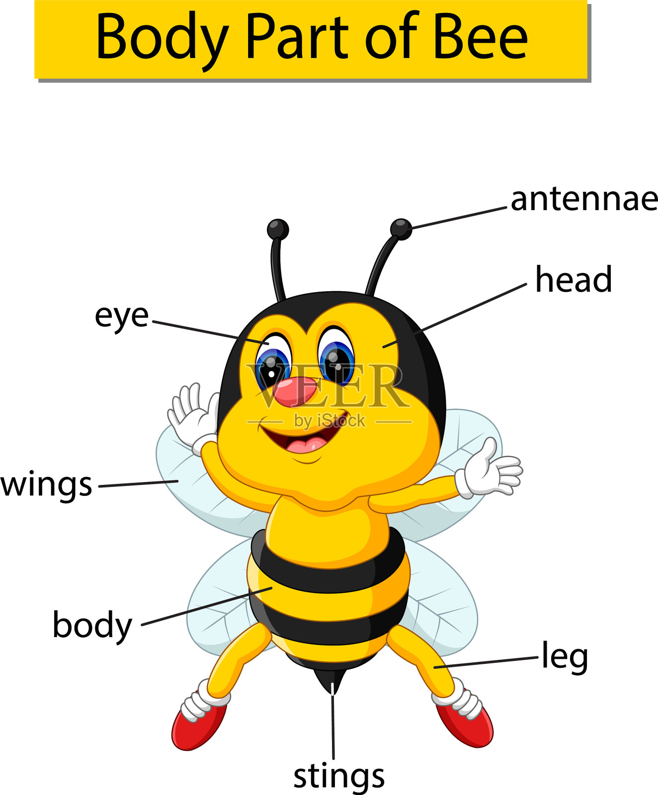 显示身体部分蜜蜂的图表插画图片素材