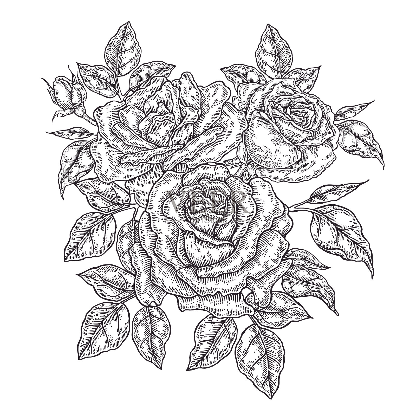 手绘玫瑰花和树叶古董花设计元素图片