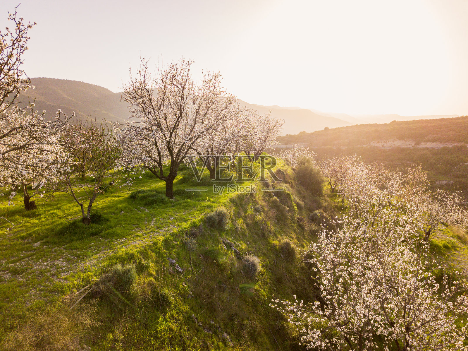 Troodos山区的杏树梯田花园在日落开花照片摄影图片