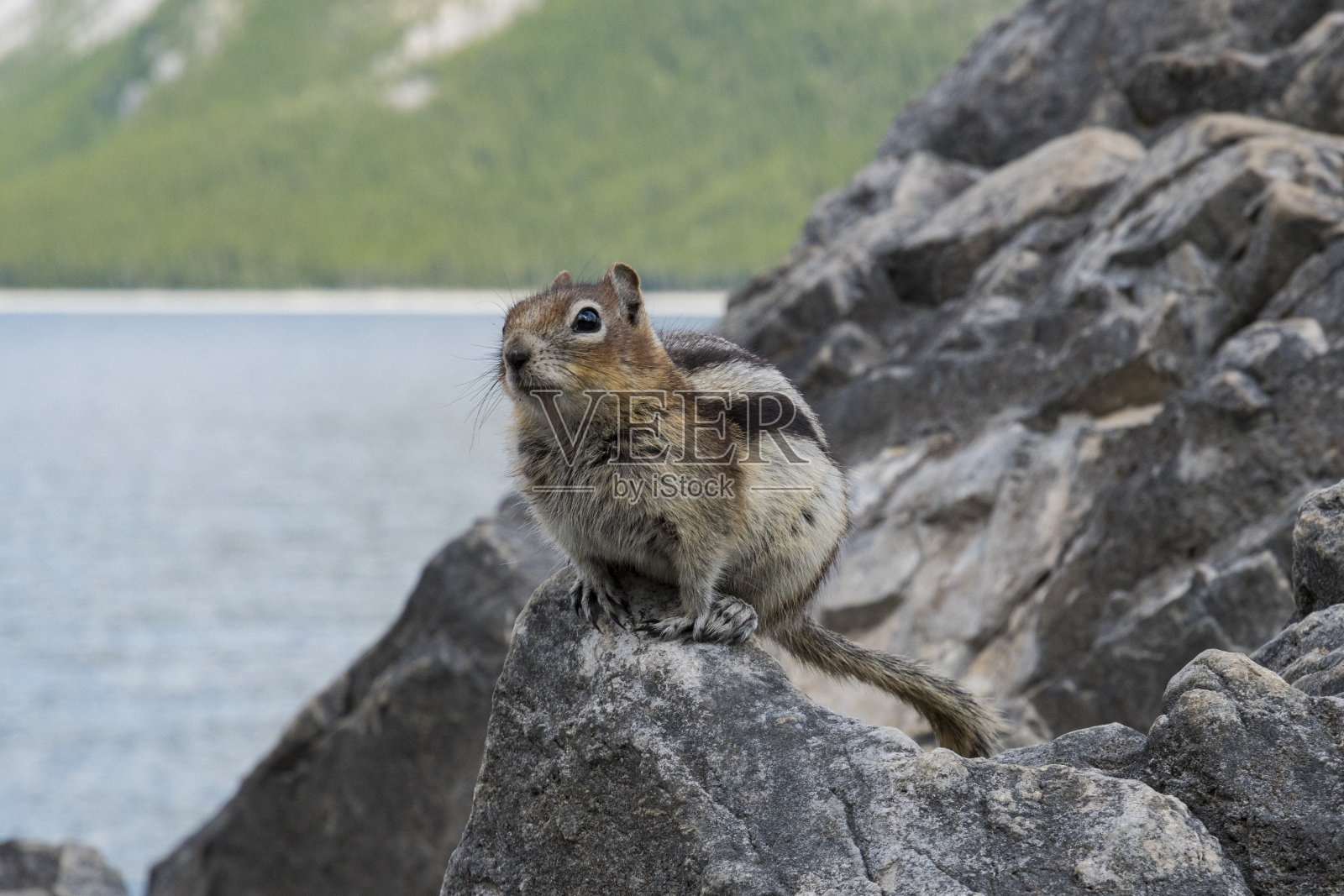 小田鼠照片摄影图片