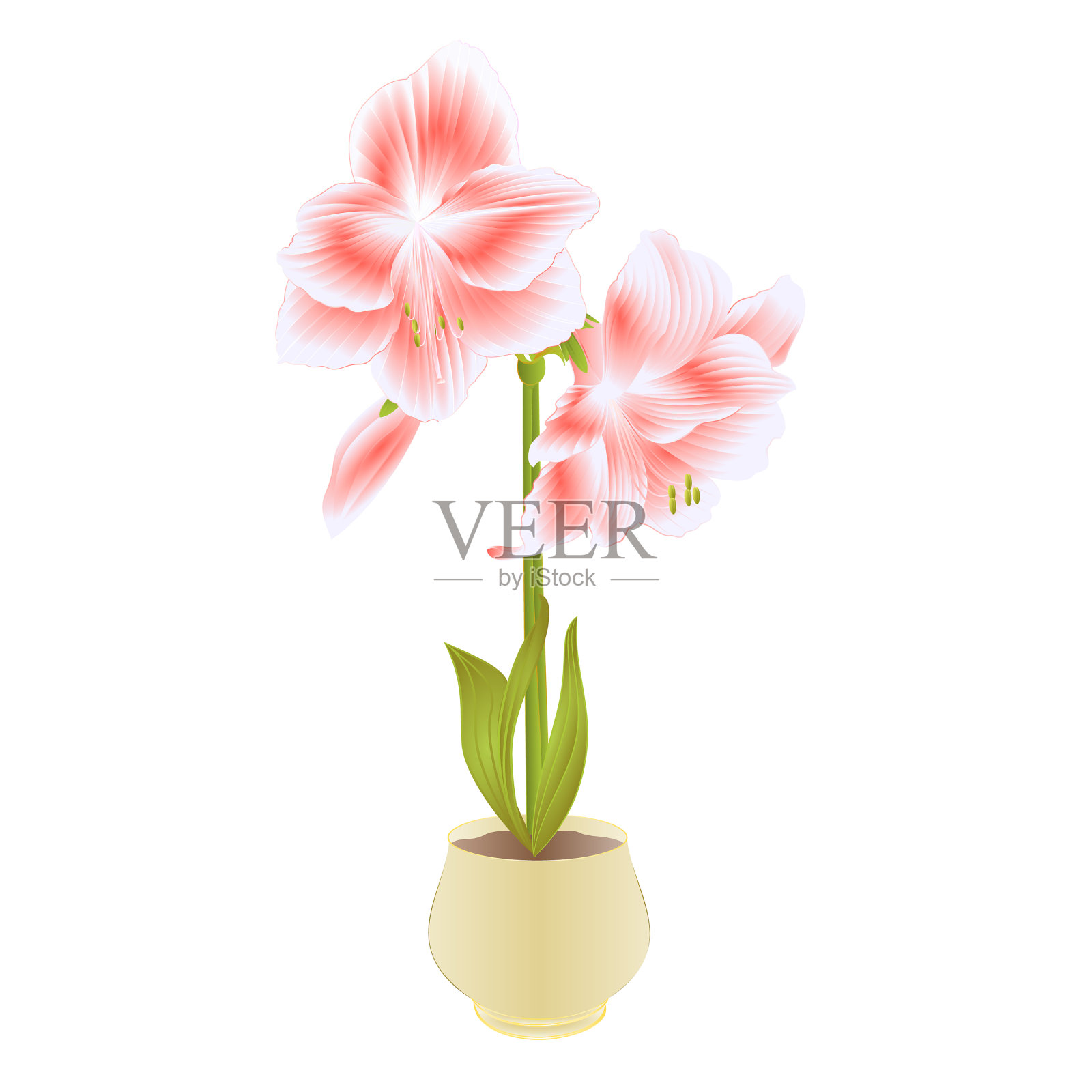 淡雅盛开的孤挺花和花蕾设计元素图片