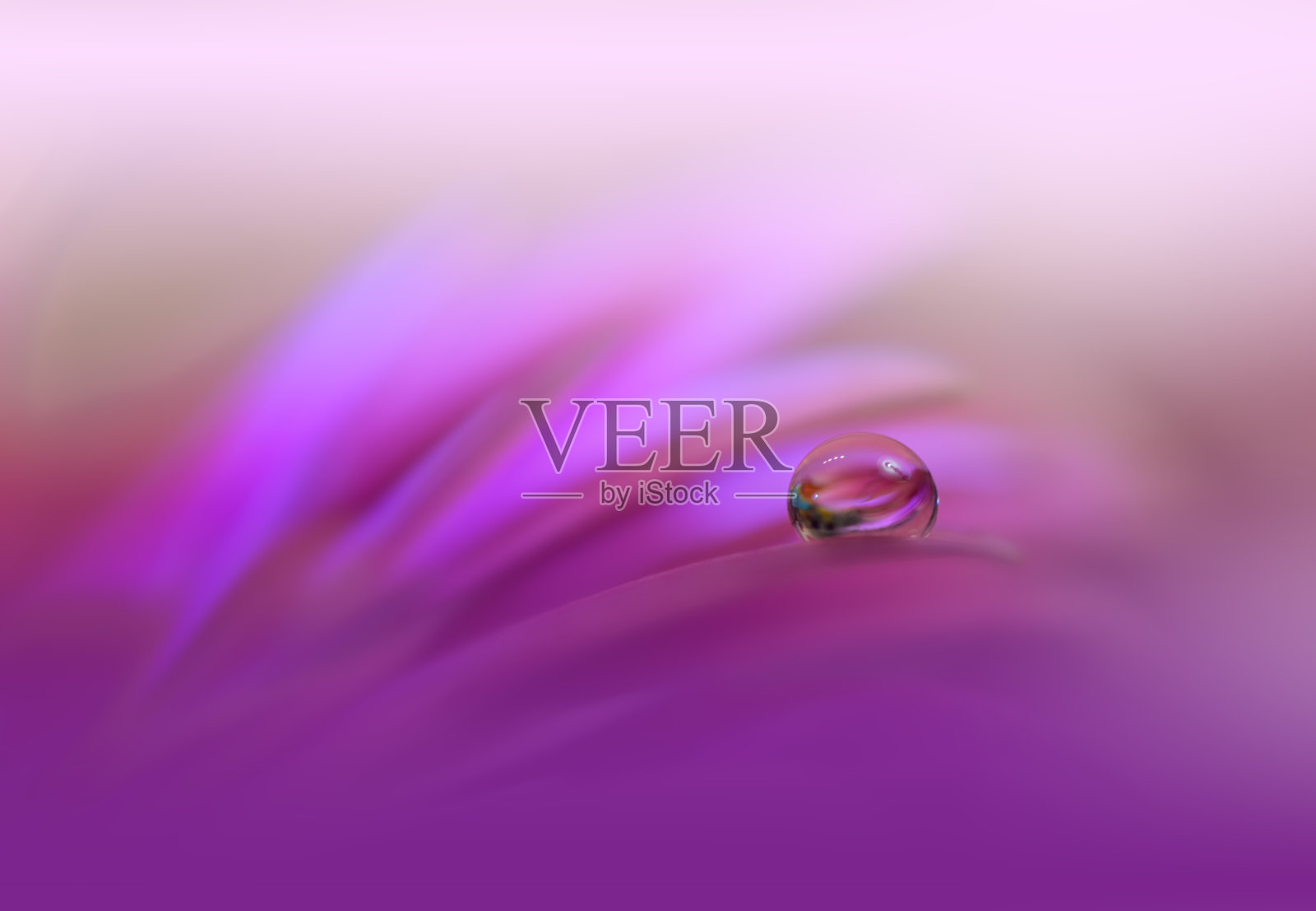 美丽的自然背景。微距拍摄令人惊叹的春花。艺术设计。近距离摄影。概念抽象的照片。幻想的艺术。创意艺术墙纸。紫罗兰的颜色。非洲菊Daisy.Colorful、颜色、植物。水drop.Romantic,爱。照片摄影图片