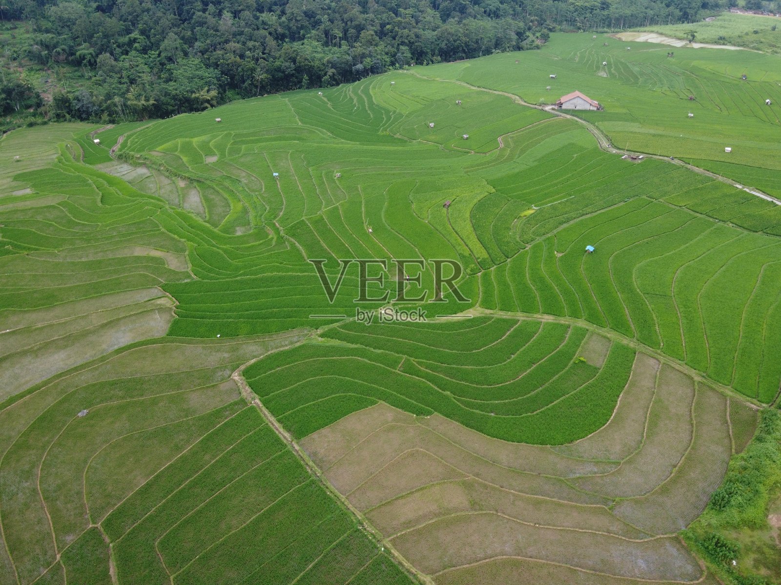 这是印尼中爪哇三宝垄市农田景观的空中全景图照片摄影图片