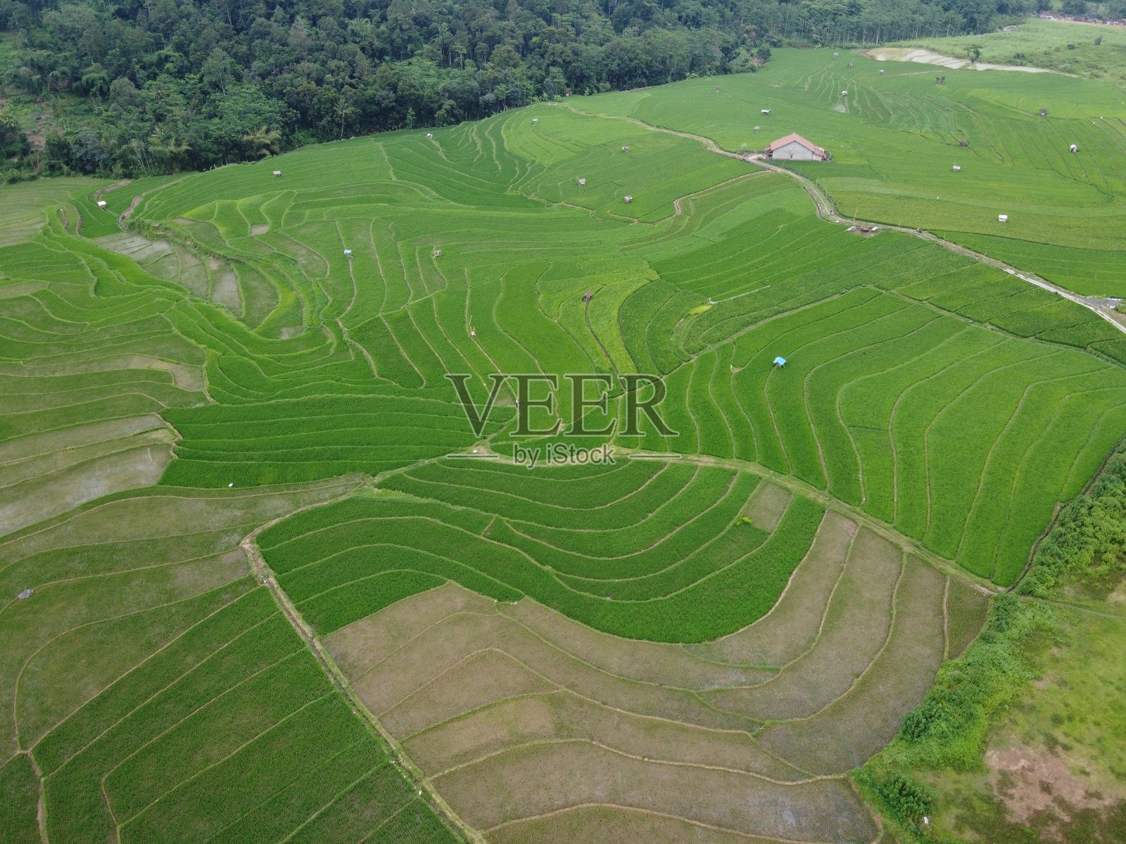 这是印尼中爪哇三宝垄市农田景观的空中全景图照片摄影图片