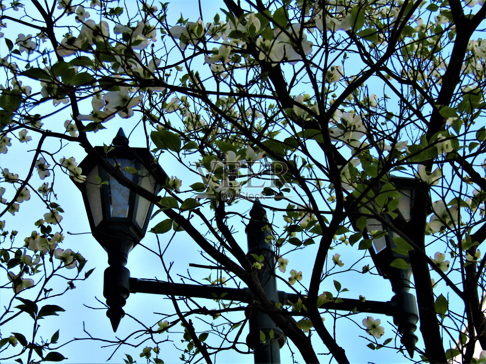 日本。4月。路灯。照片摄影图片