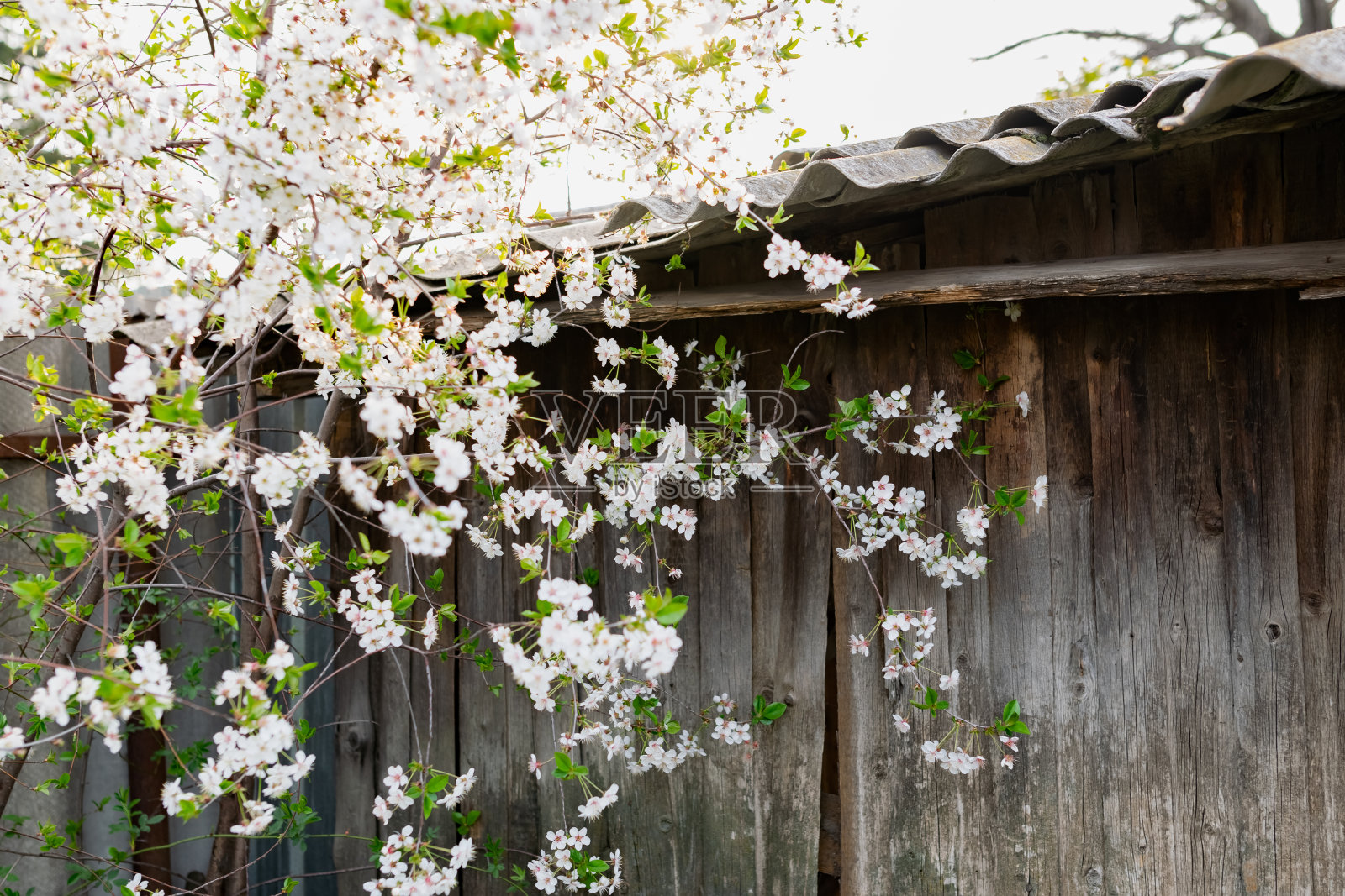 樱桃树上有许多白花。细枝绿叶上蓬松娇嫩的花瓣。照片摄影图片