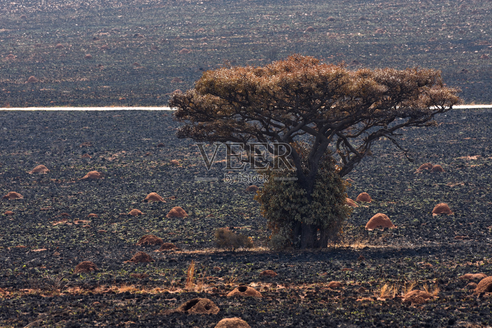 火烧草原有蚁丘的马鲁拉果树(硬核)照片摄影图片