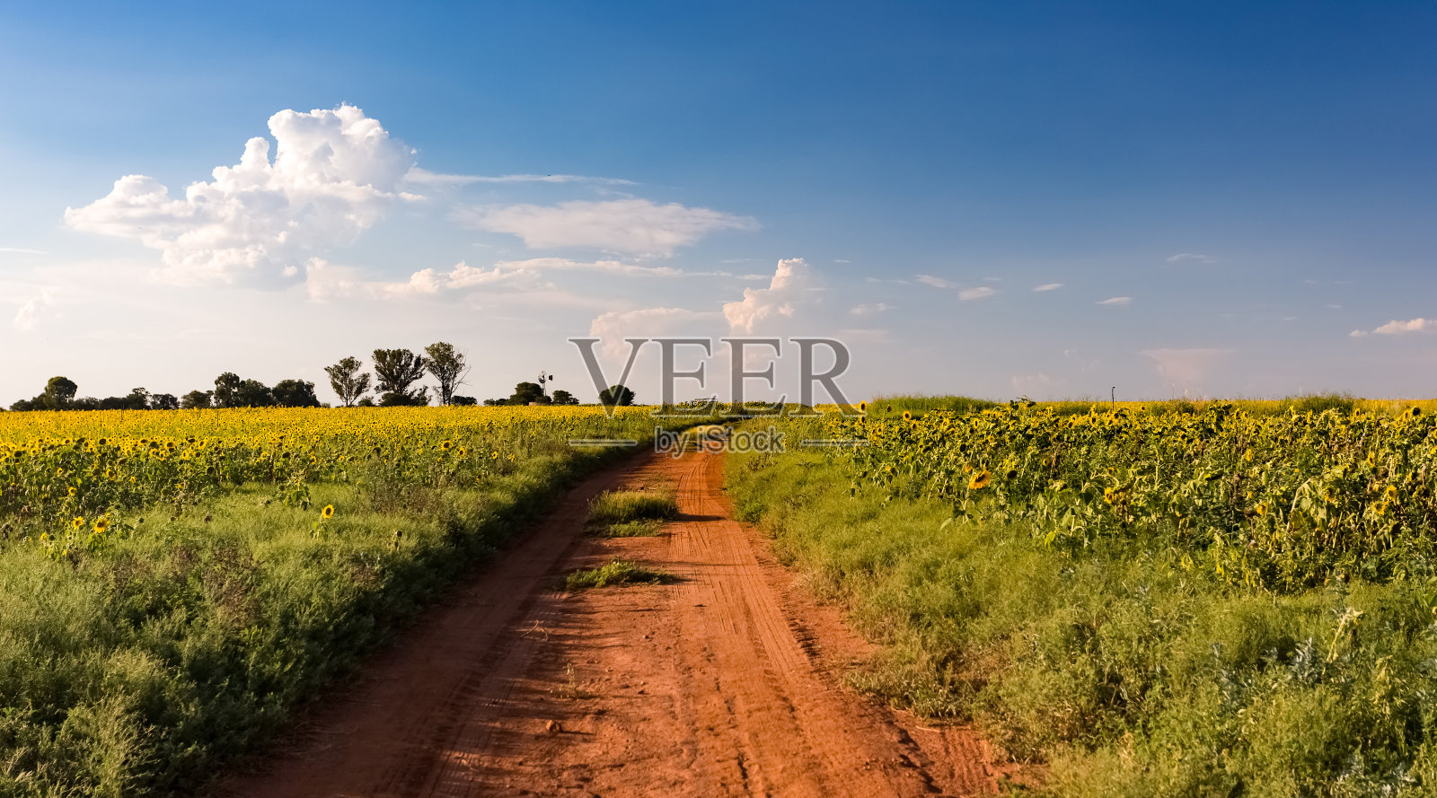 位于南非高原地区的向日葵种子农场照片摄影图片