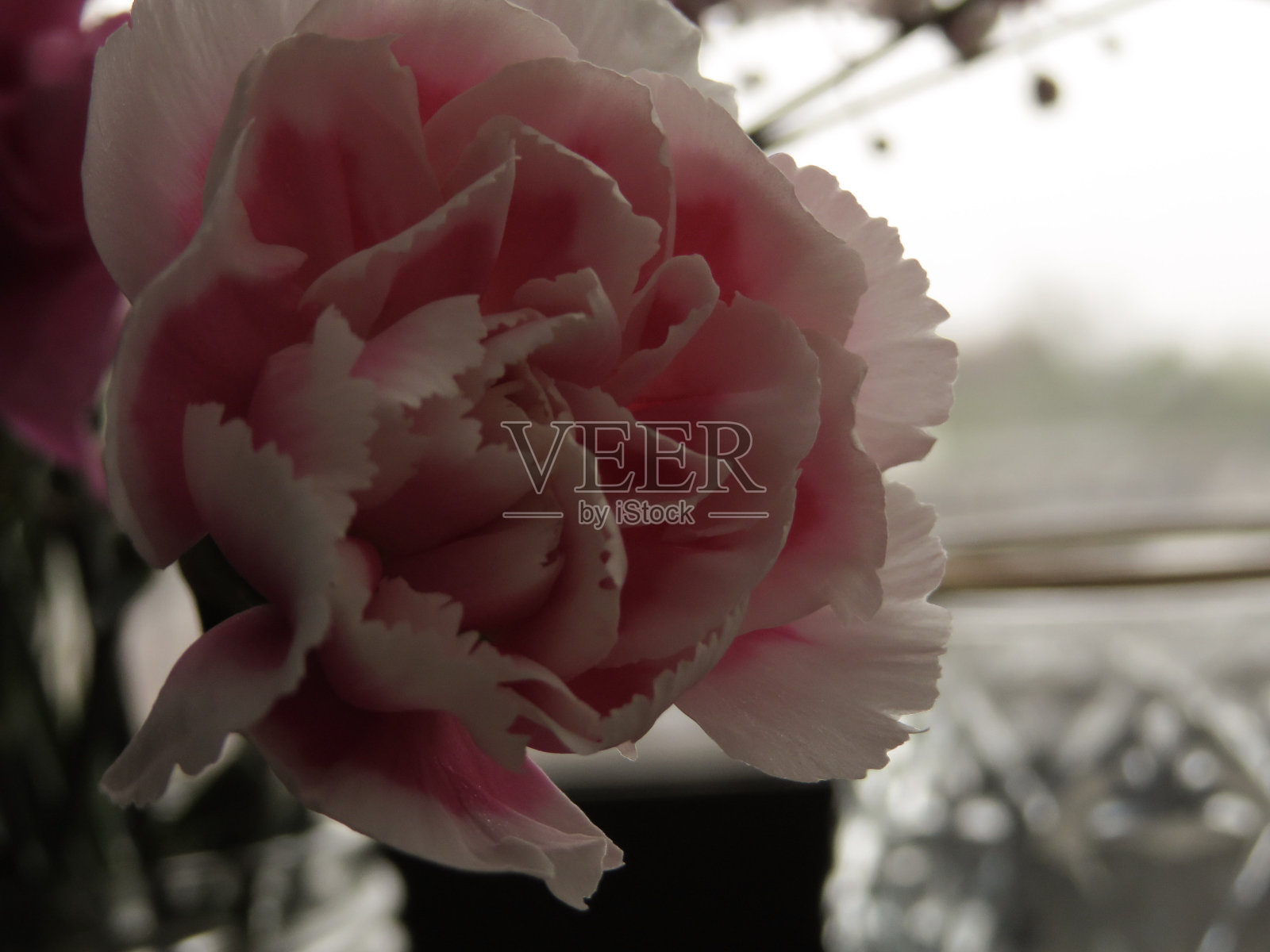 房间窗户边的康乃馨照片摄影图片