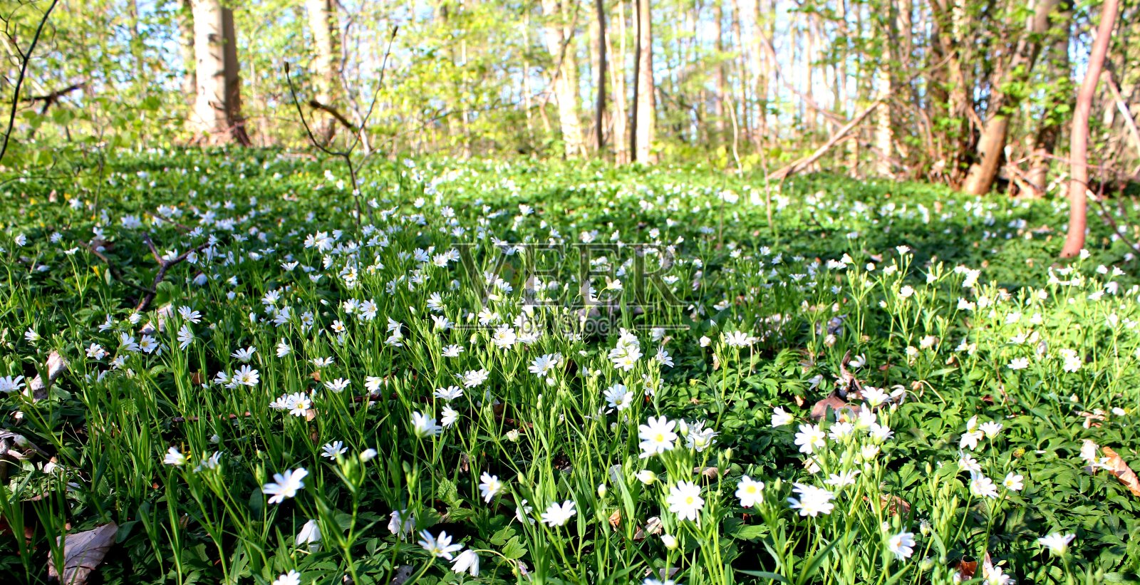 森林地面上盛开着春天的白花照片摄影图片