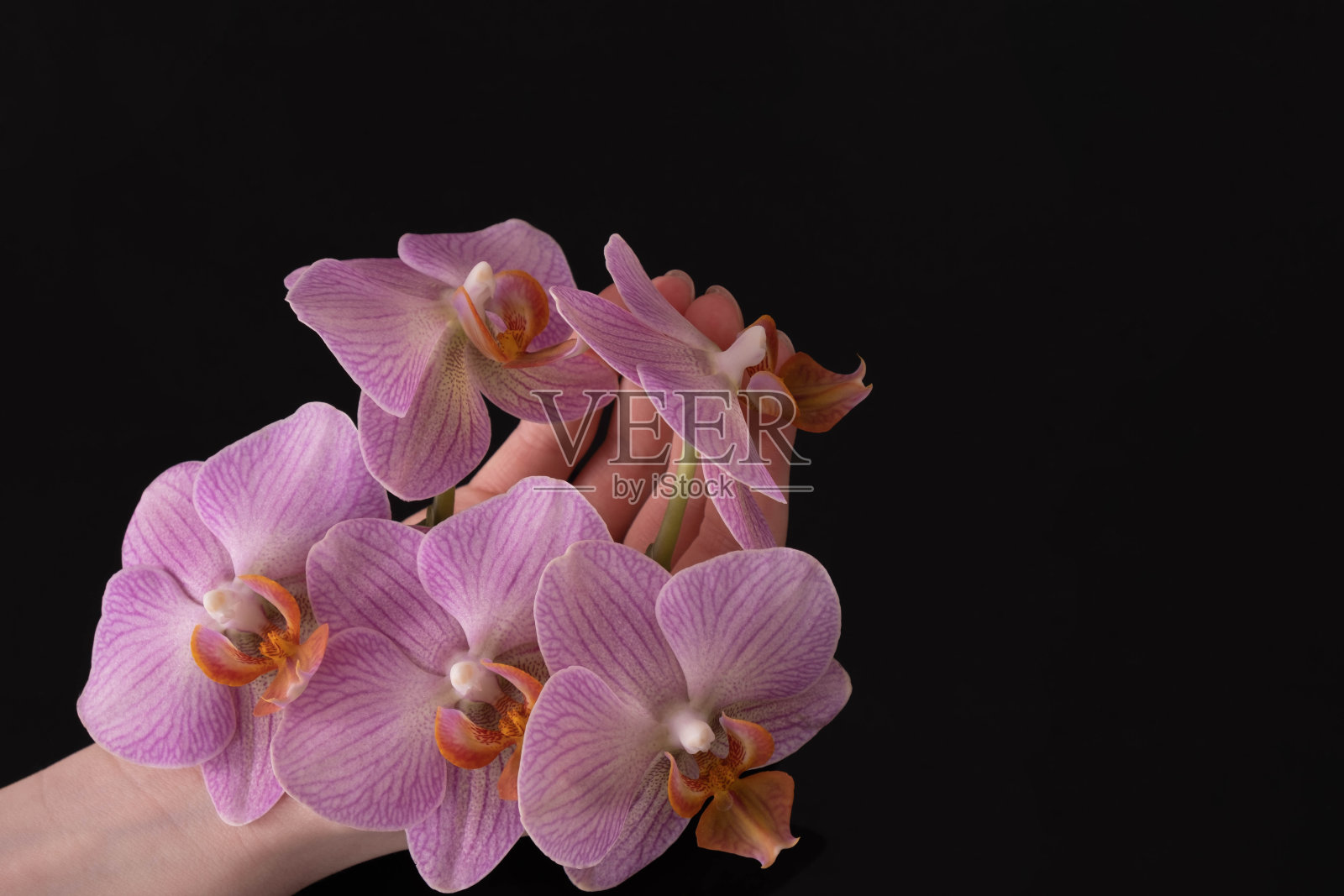 年轻的女性手捧粉红色的兰花照片摄影图片