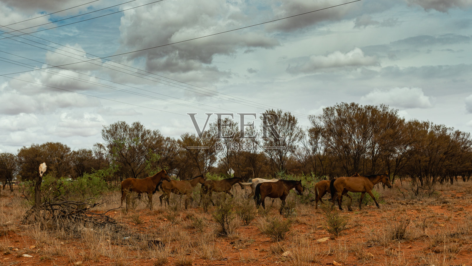 土著社区的野马照片摄影图片