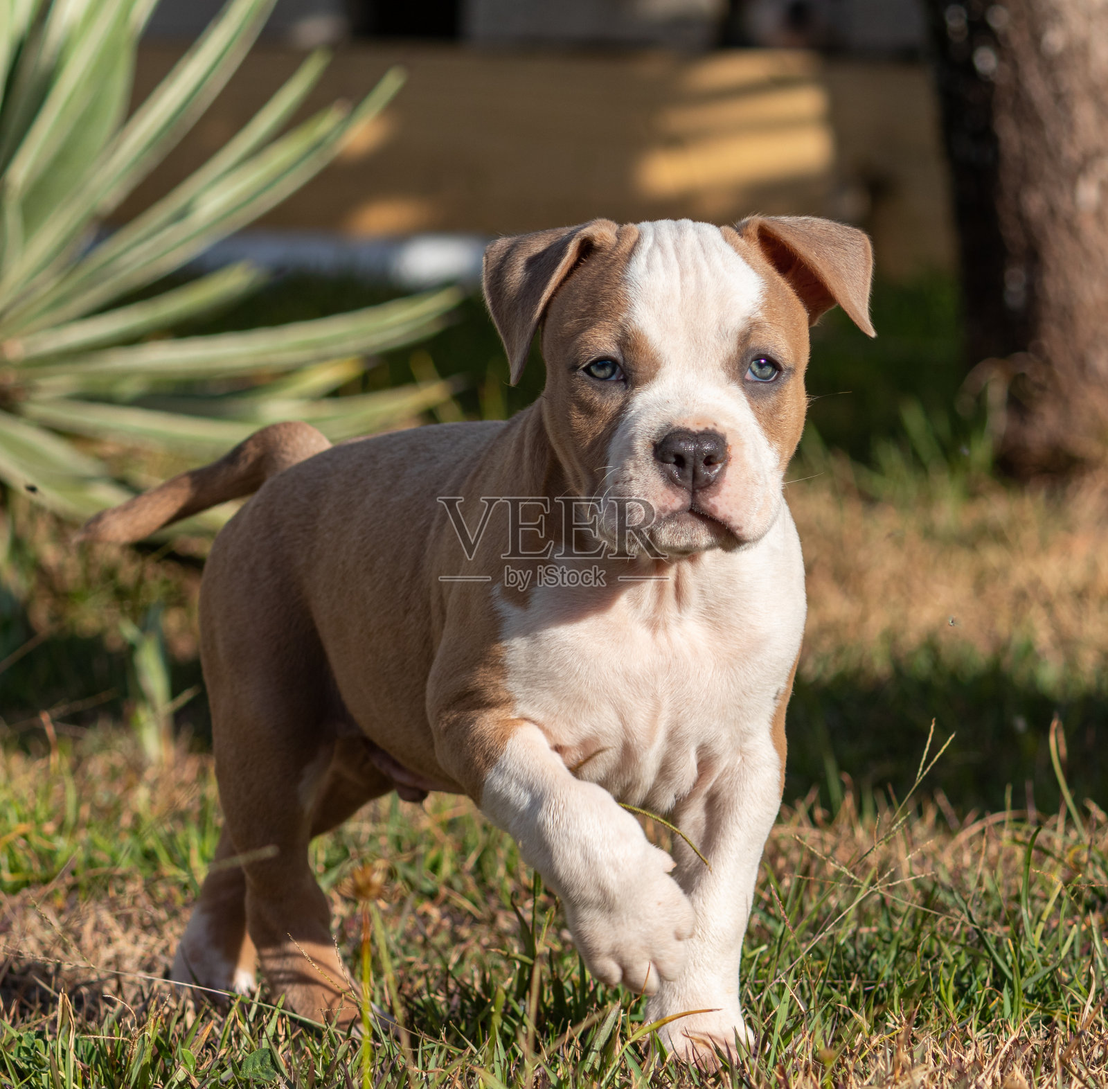 可爱的小狗在草地上走照片摄影图片