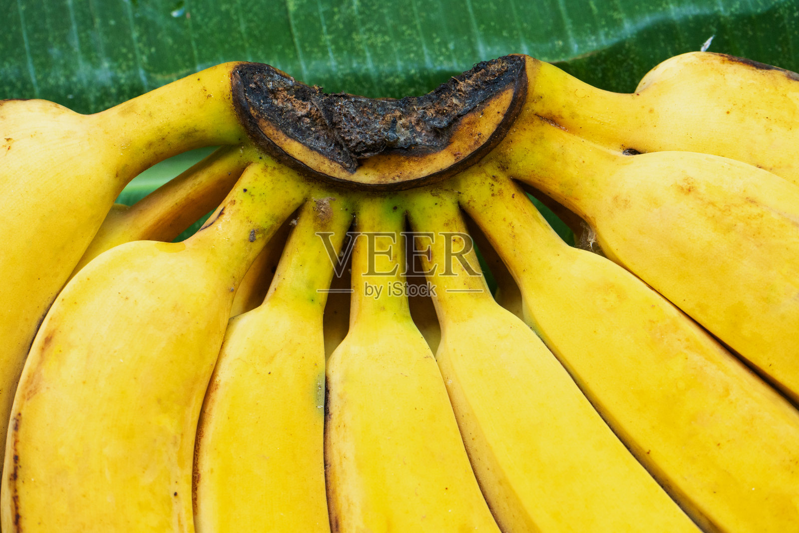 一根多汁的黄色香蕉。照片摄影图片