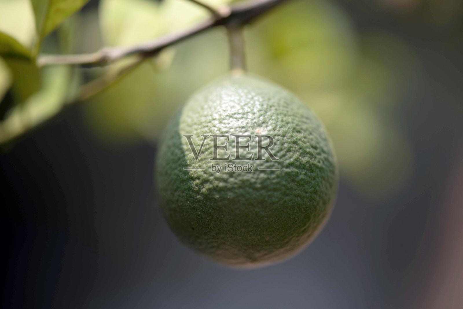 近距离观察树上的青柠照片摄影图片