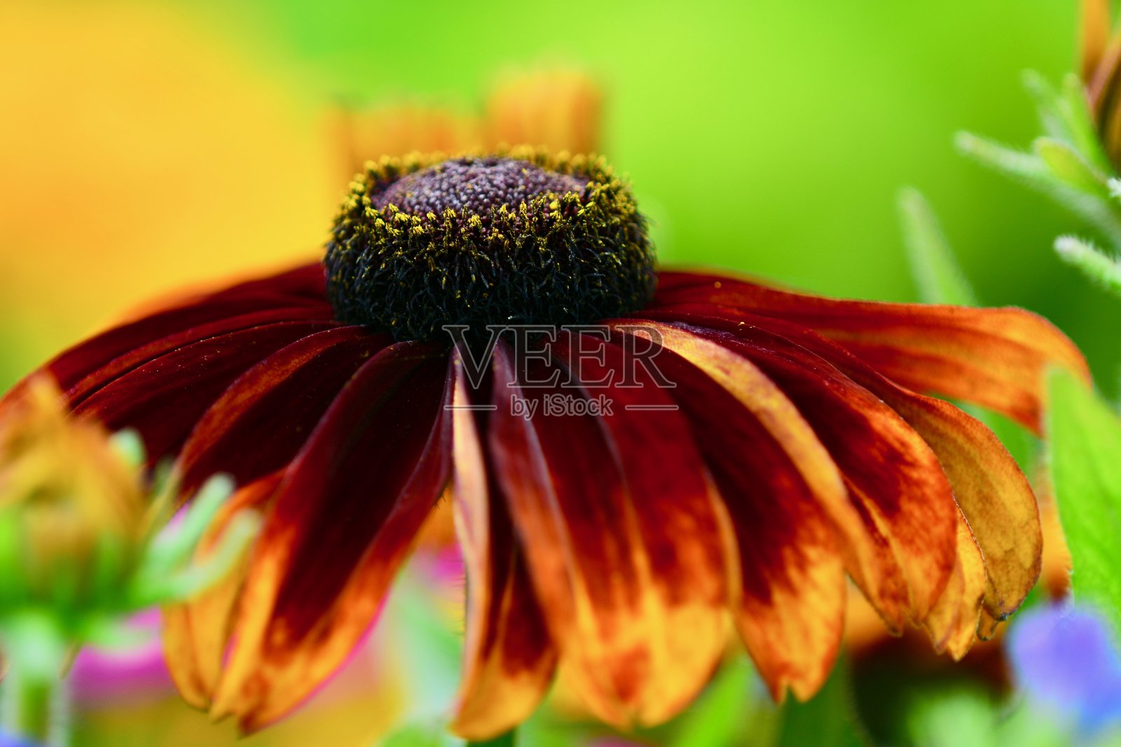 黑眼苏珊花的特写(Rudbeckia hirta)。选择性聚焦,浅景深。照片摄影图片