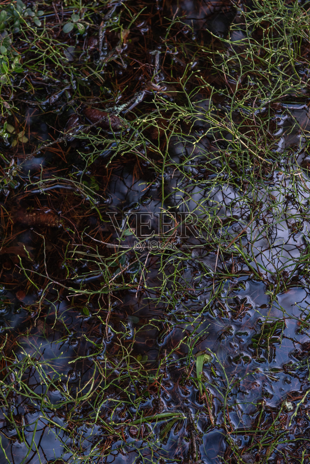 没有叶子的蓝莓丛照片摄影图片