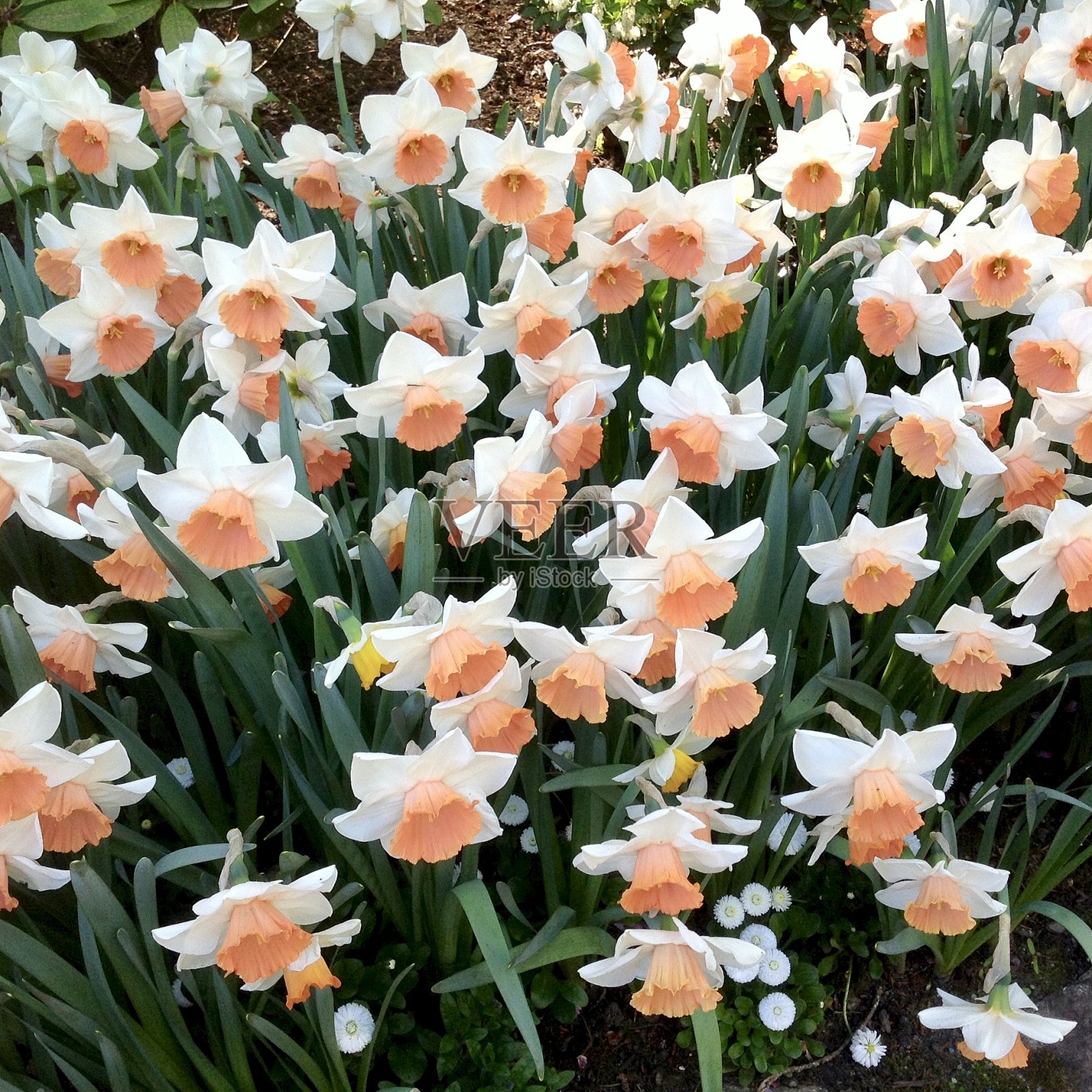 春天的水仙花照片摄影图片