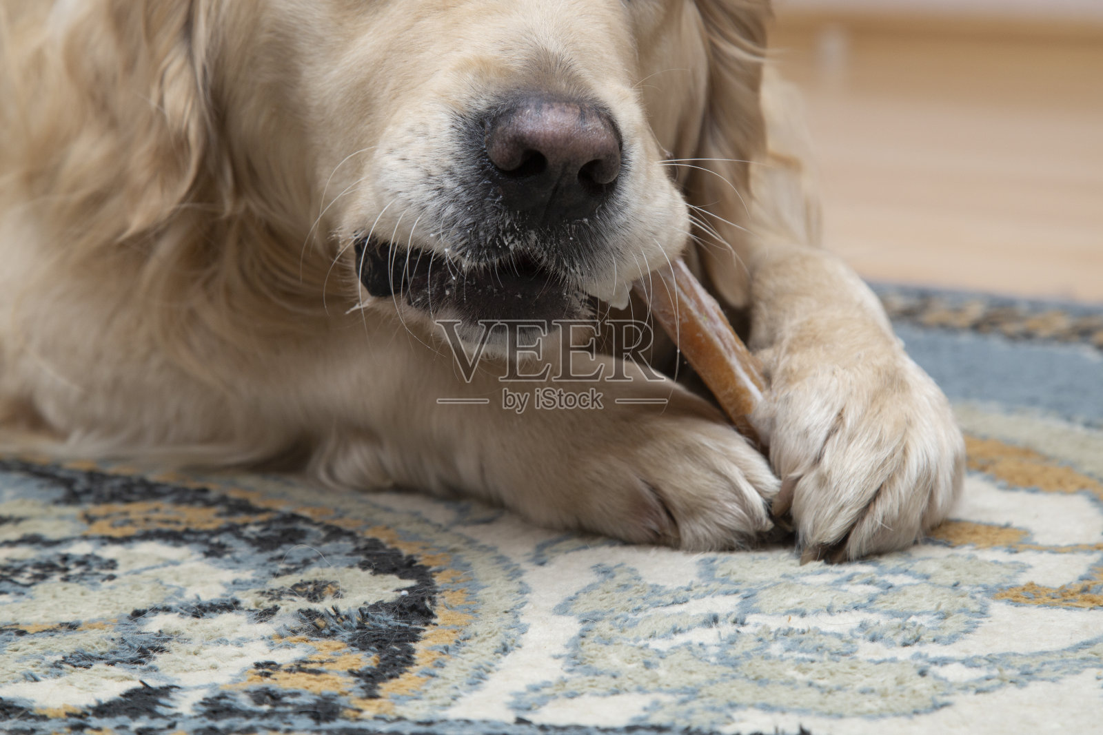 狗在啃一根骨头。照片摄影图片