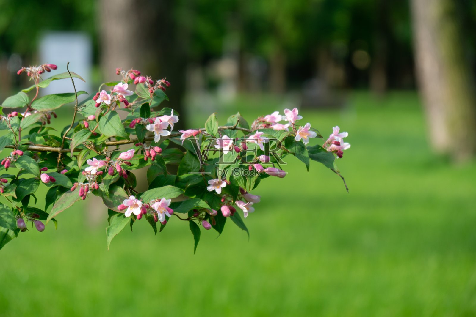 五彩缤纷的草甸花在大自然或花园里的草地上。照片摄影图片