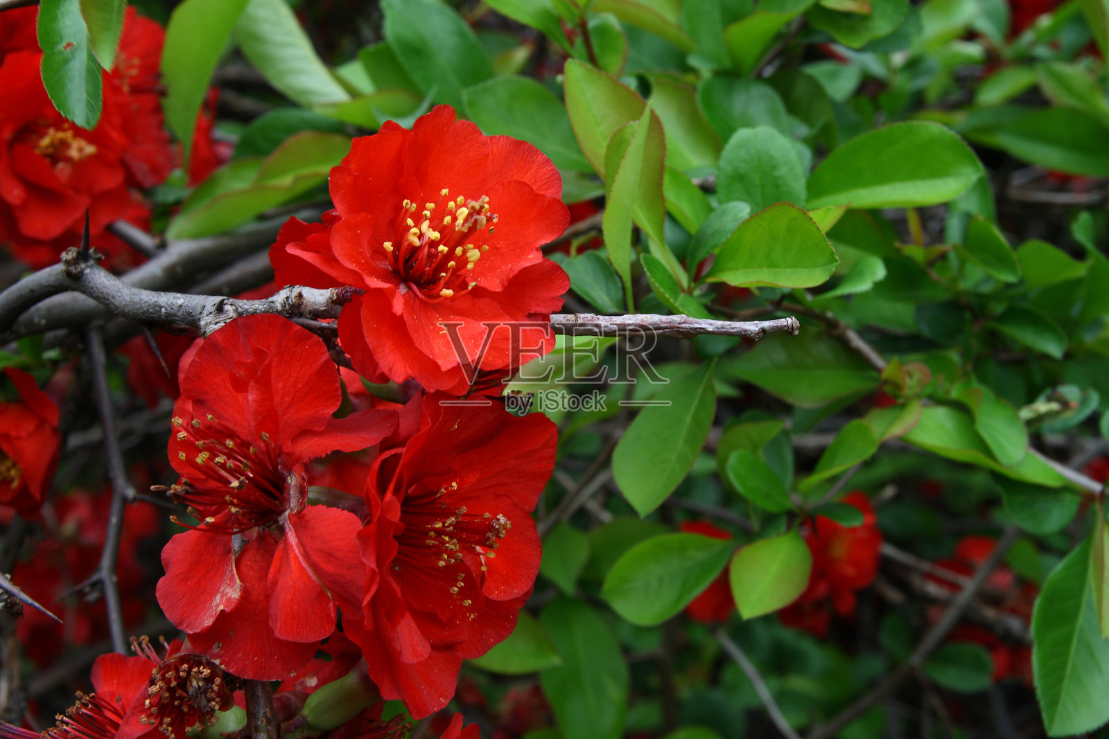 春天的花园里百花盛开照片摄影图片