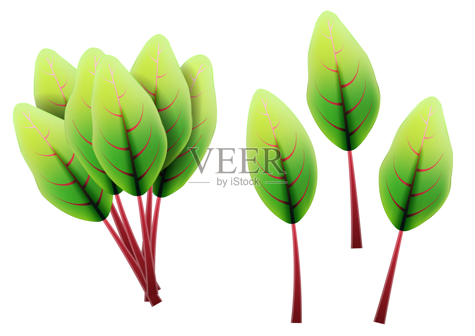 新鲜的瑞士甜菜叶3d逼真的设置设计元素图片