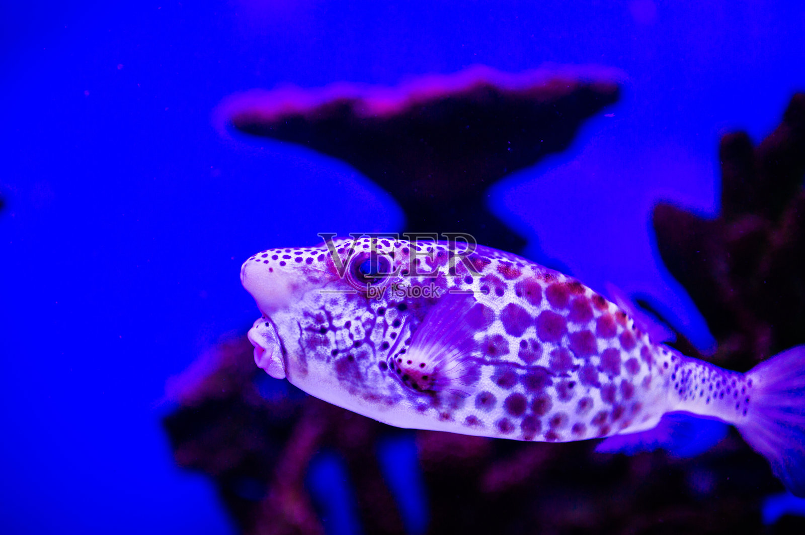 美丽的海底世界,有珊瑚和热带鱼。照片摄影图片