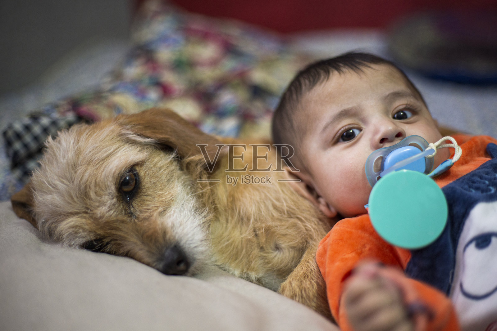 宝宝和你的狗的肖像照片摄影图片