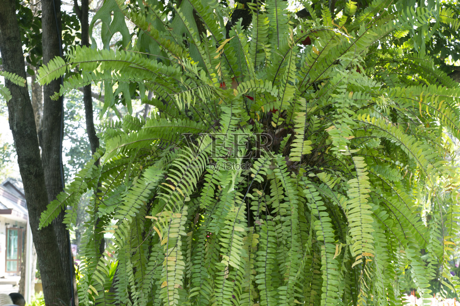 以自然为背景挂在树上。照片摄影图片
