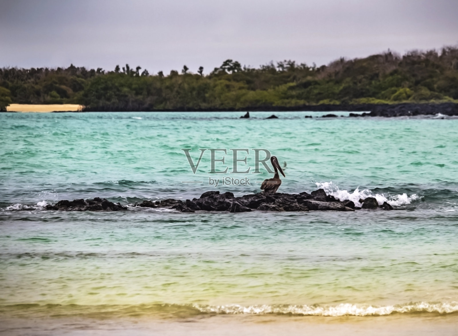 鹈鹕在海滩照片摄影图片