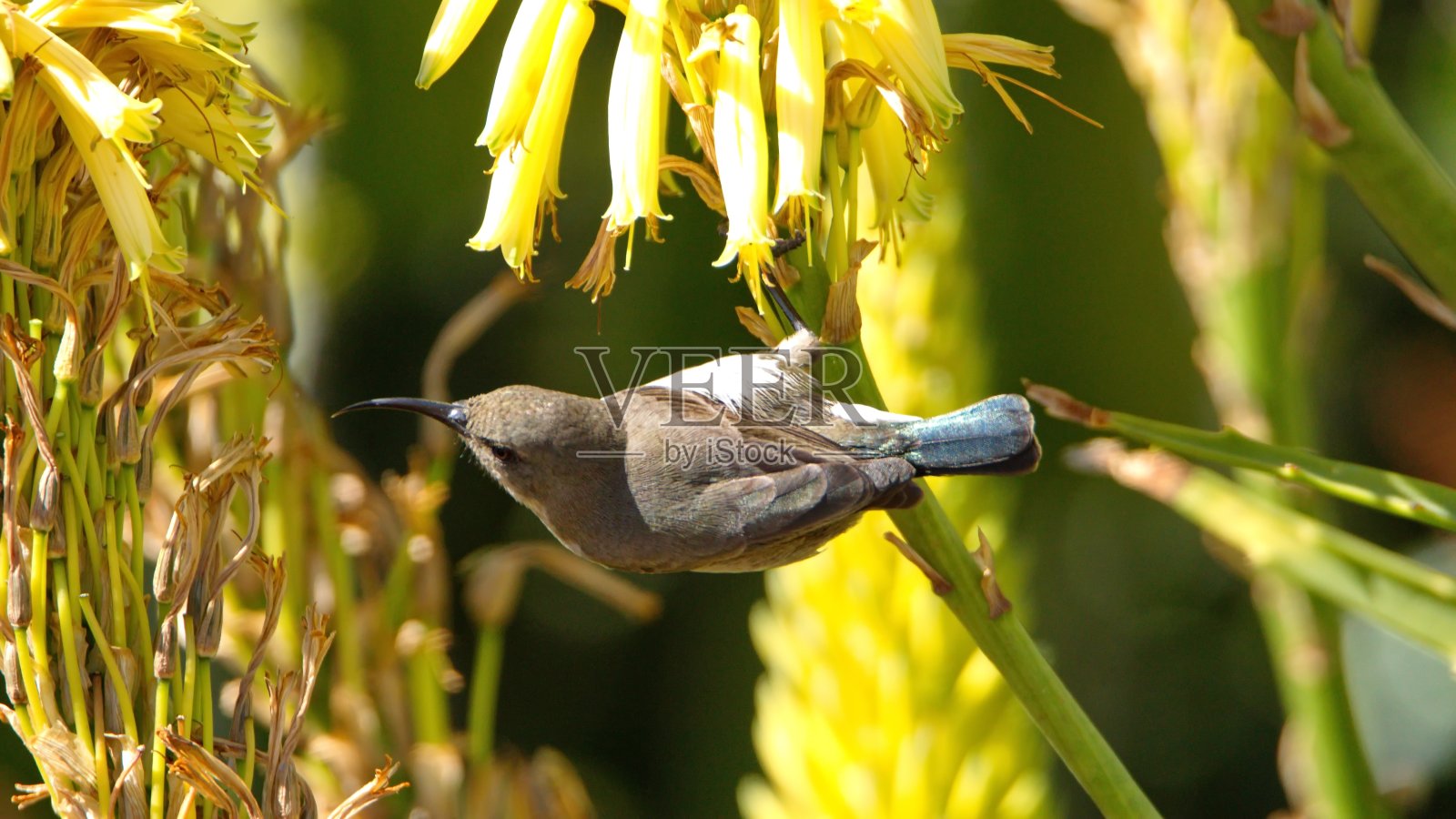 芦荟上的鼠色太阳鸟与黄色花朵照片摄影图片