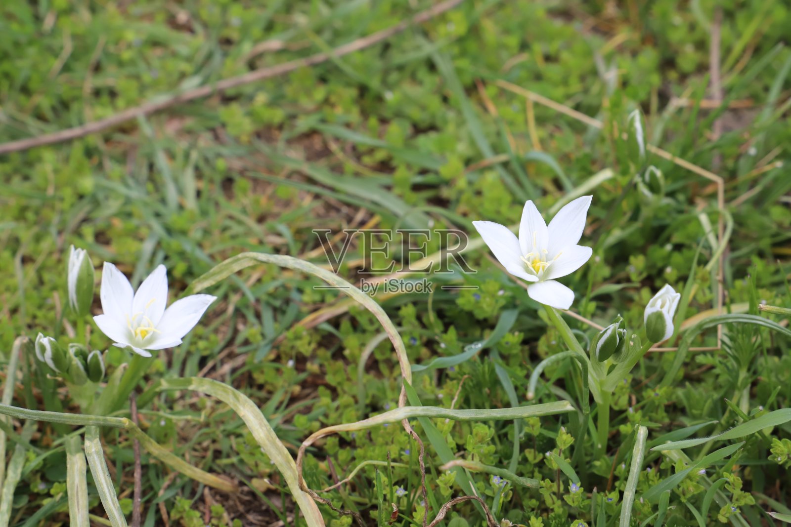 雪花属或雪花莲照片摄影图片