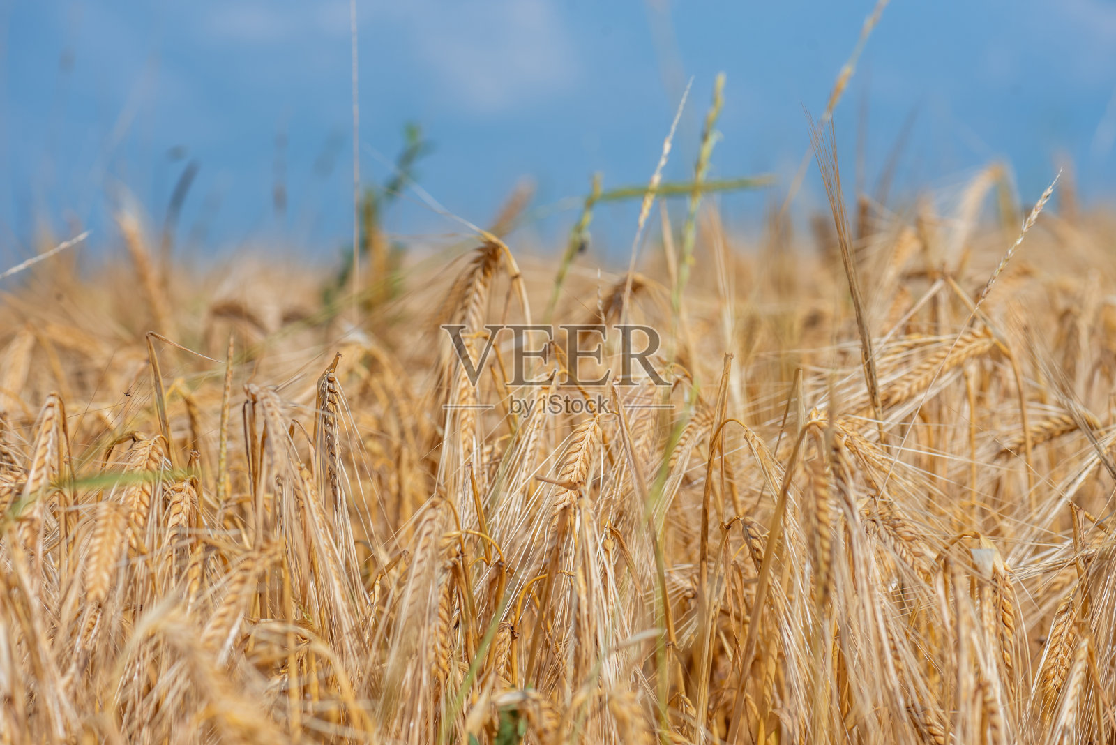 金色的麦田和阳光明媚的日子。照片摄影图片