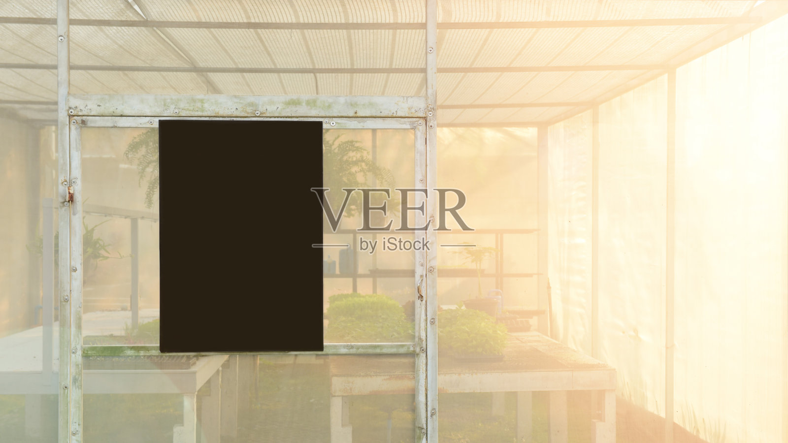 苗木在温室中生长照片摄影图片