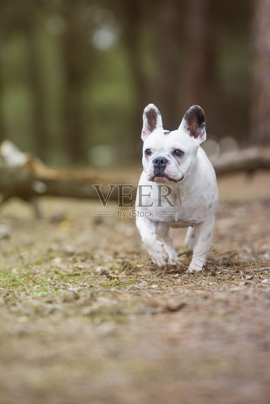 穿过树林的法国斗牛犬。照片摄影图片