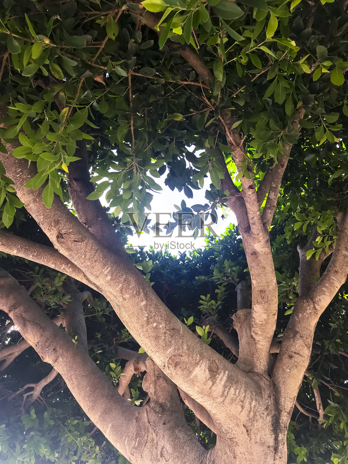 树冠,棕色的树枝,绿色的叶子照片摄影图片