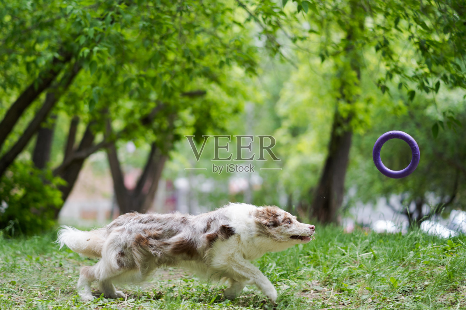 边境牧羊犬在夏天的一天捕捉飞盘跳跃照片摄影图片