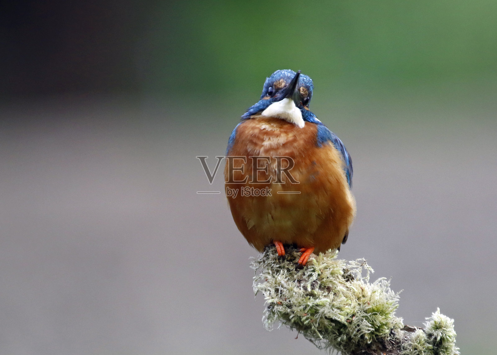 雄性翠鸟栖息钓鱼照片摄影图片