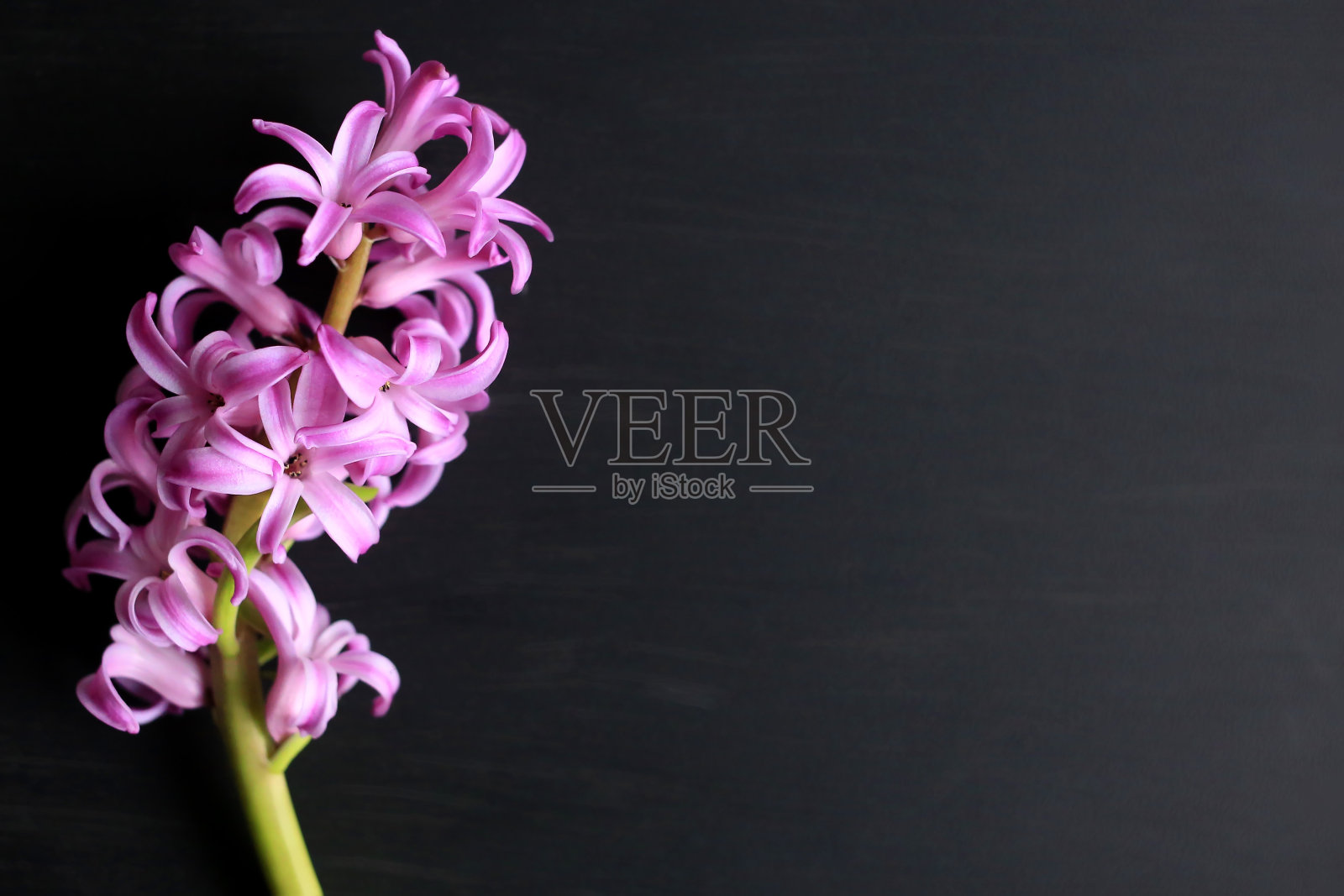 黑色背景上的风信子。文本。明信片照片摄影图片