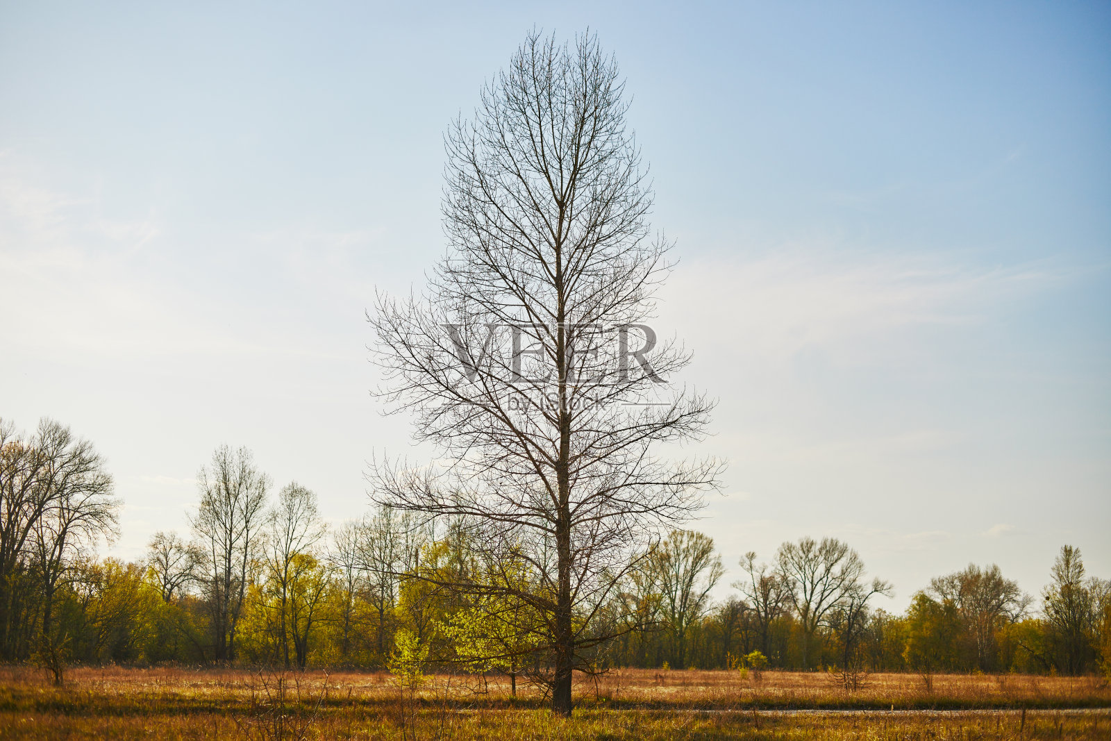 春天的树木在日落的森林里照片摄影图片