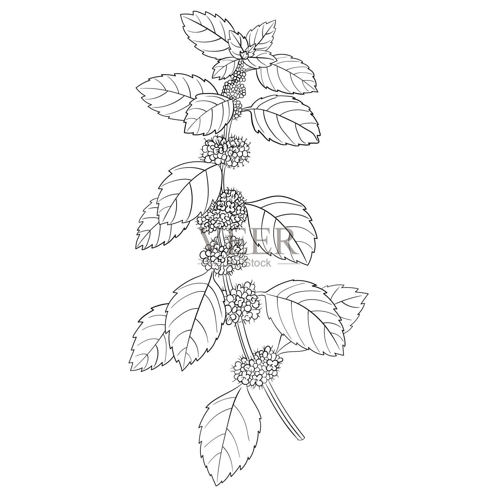 薄荷的花设计元素图片