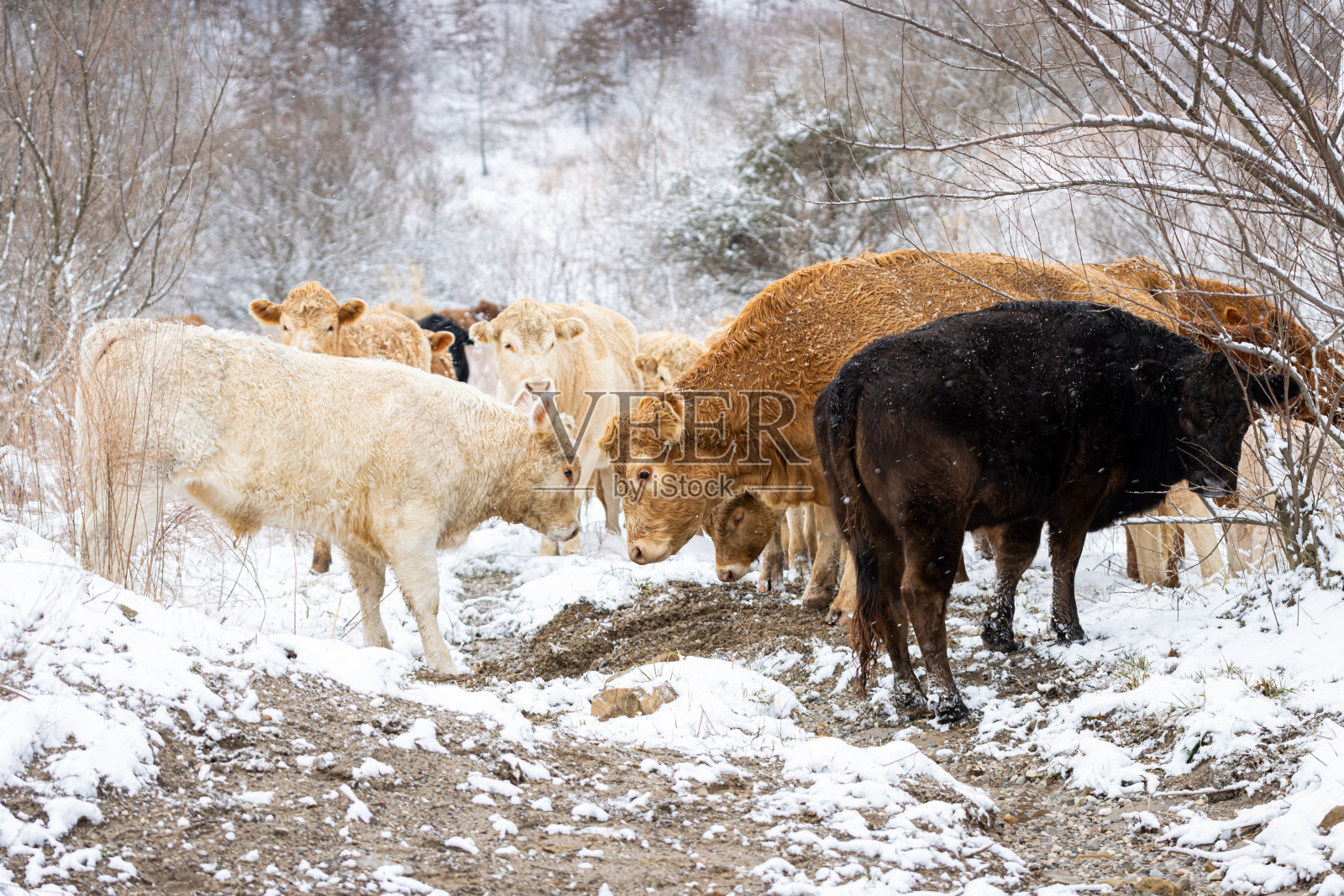 牛在雪照片摄影图片