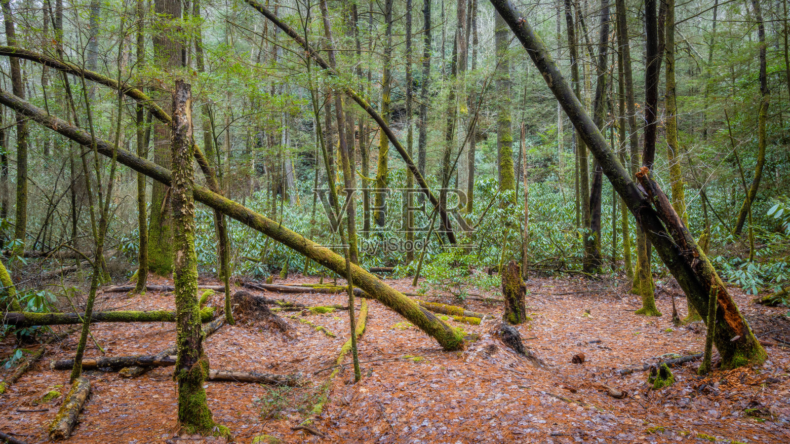 森林中倾斜的树木照片摄影图片