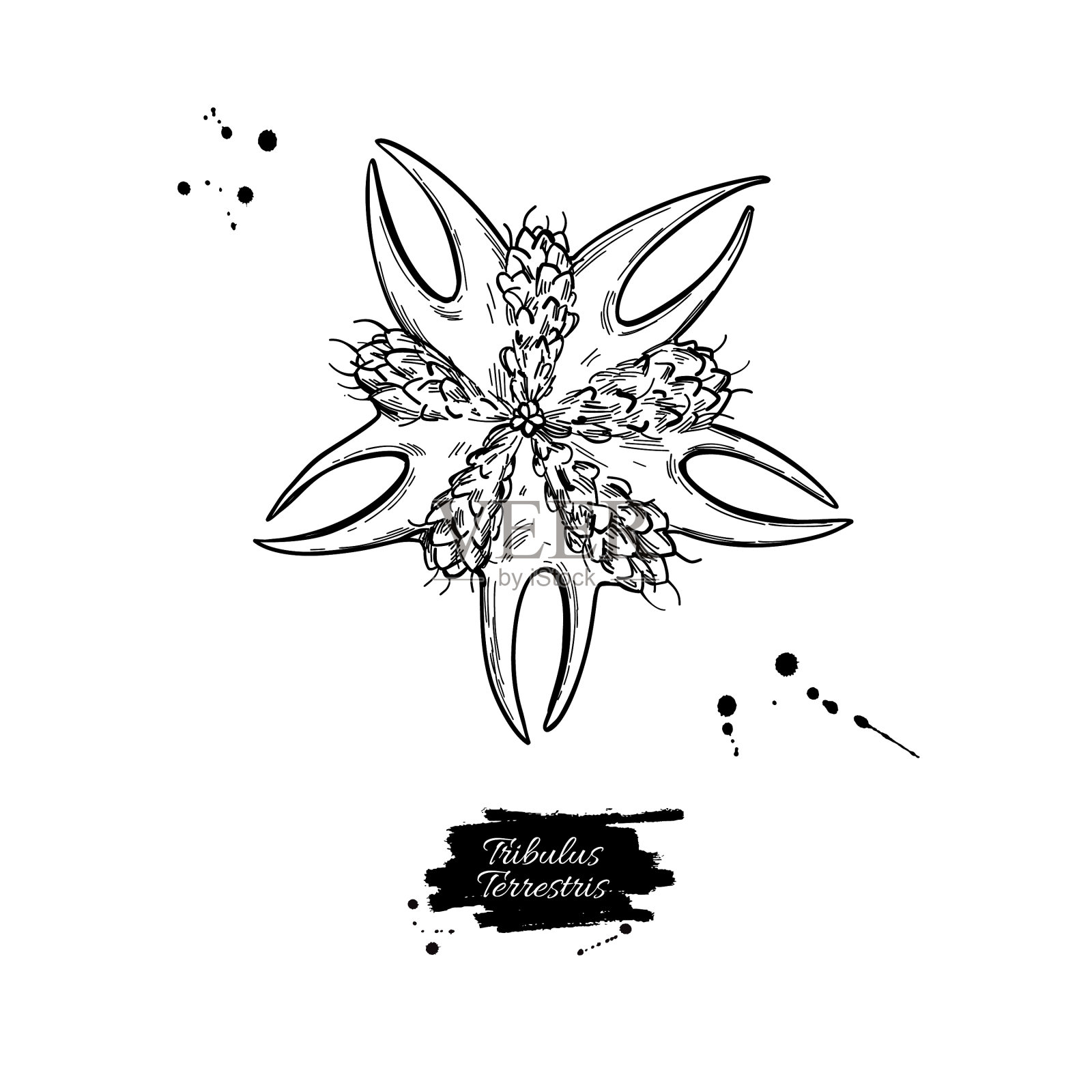 刺蒺藜种子抽离插画图片素材