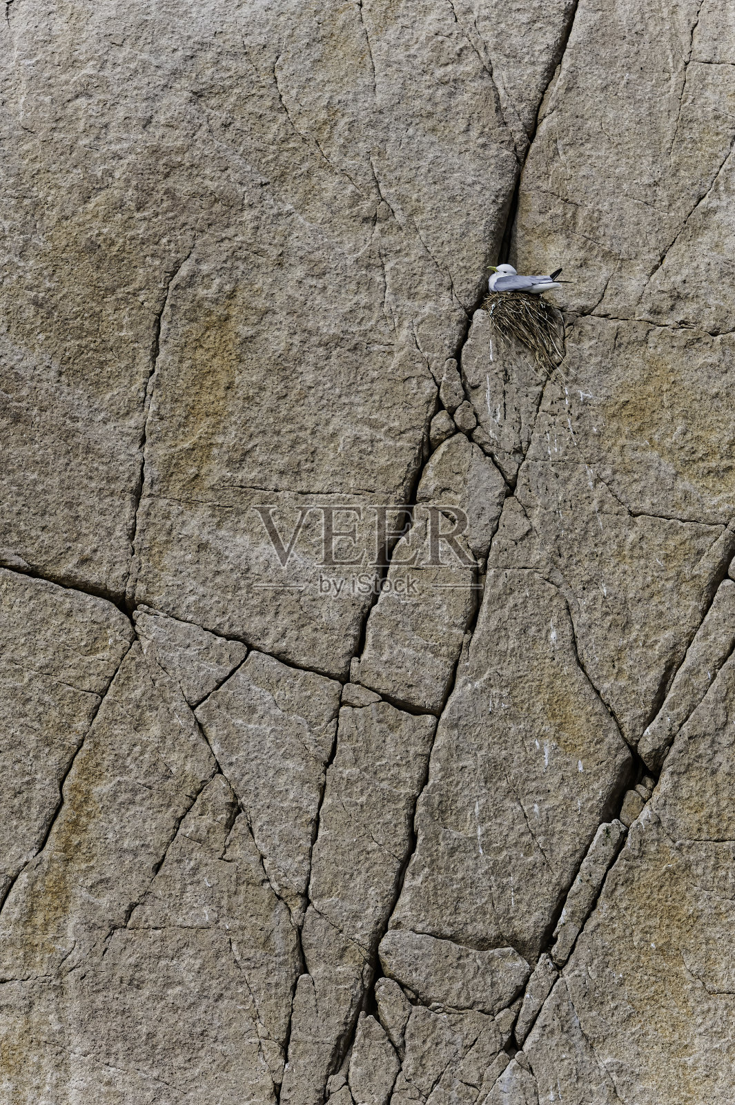 黑腿基蒂威克(三趾隼)是一种海鸟,人们发现它在俄罗斯西北部阿奇钦角的阿奇钦悬崖的垂直悬崖上筑巢。照片摄影图片