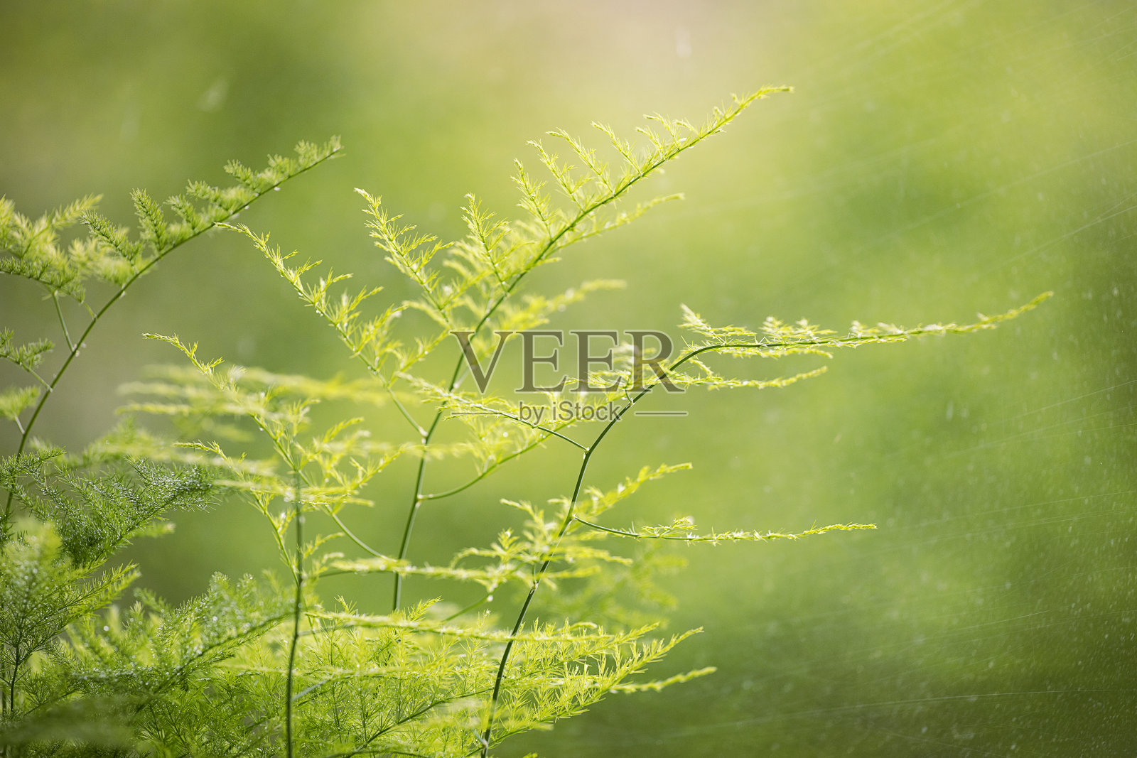 蓬莱松盆栽照片摄影图片