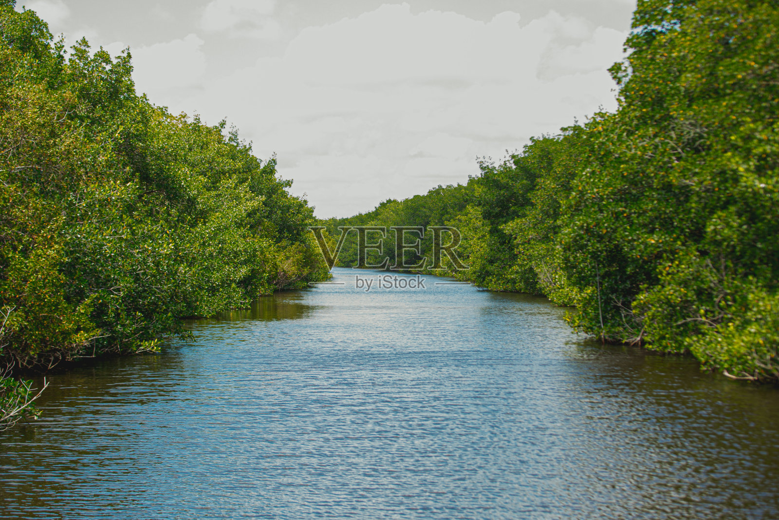 森林中的大自然照片摄影图片