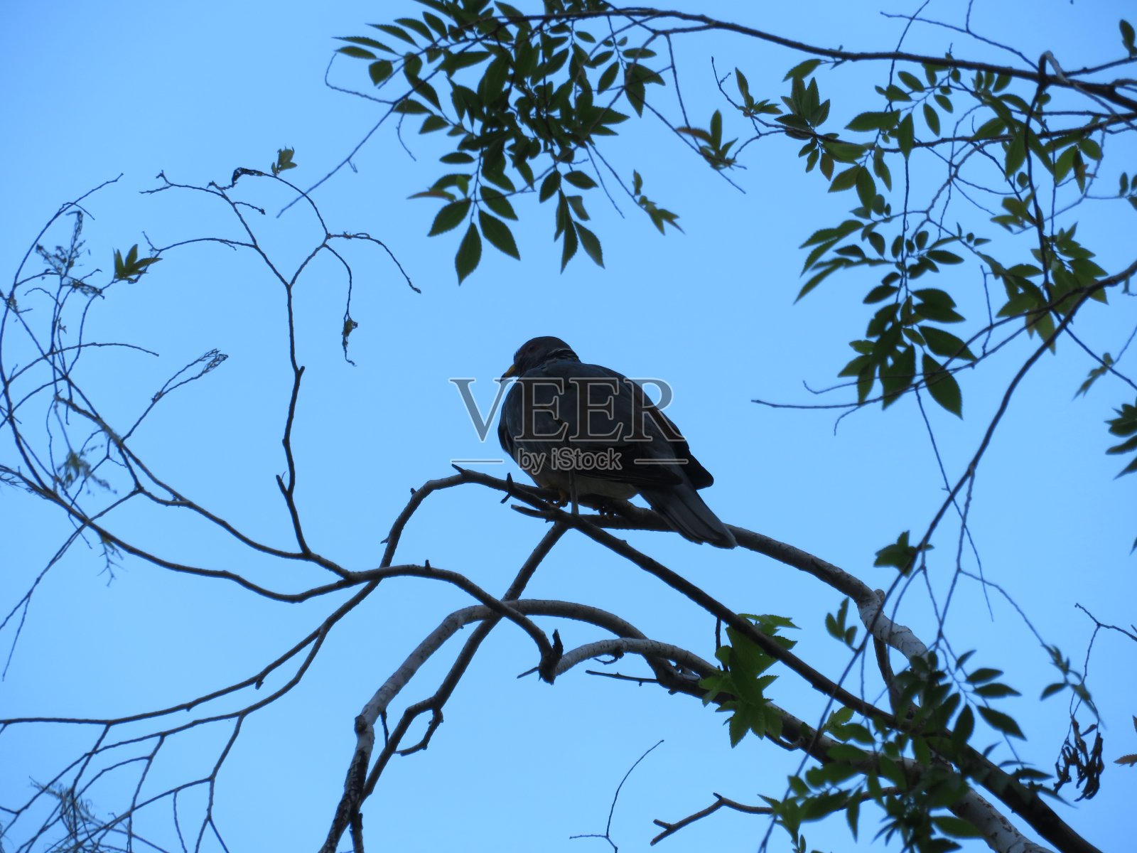 鸟照片摄影图片